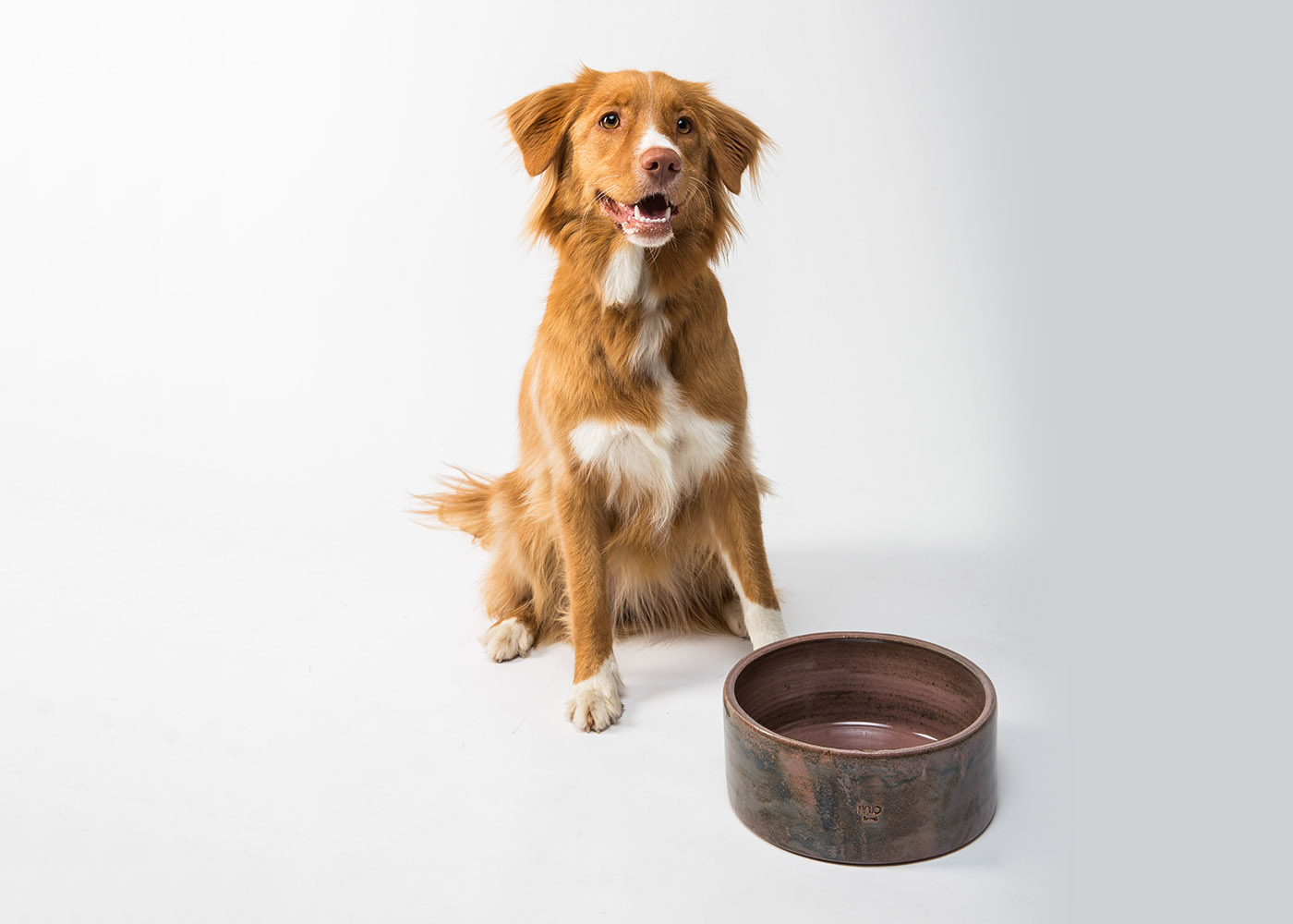 E il tuo cane che cosa mangia?